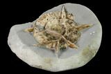 Ammonite (Xipheroceras) With Calcite Veins - Dorset, England #171266-2